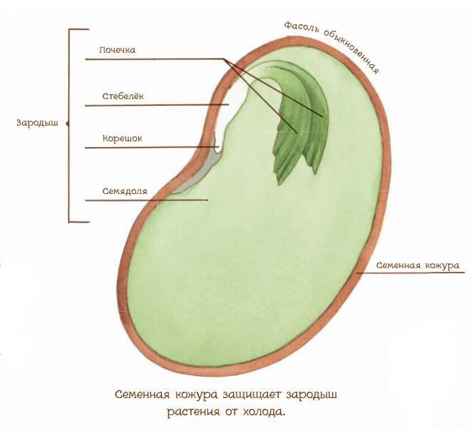 Семя состоит из семенной. Строение зародыша растения. Строение зародыша семени фасоли. Зародыш семени растения состоит. Семя фасоли зародыш семенная кожура.