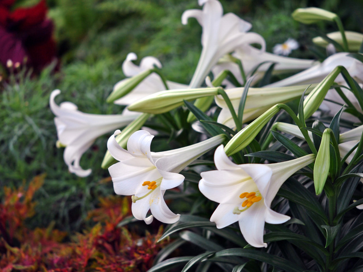 Растения-вампиры: 15 популярных цветов, которые крадут ваше здоровье день за днем