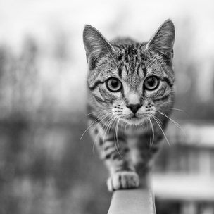К чему снятся котята: что говорят сонники и психологи
