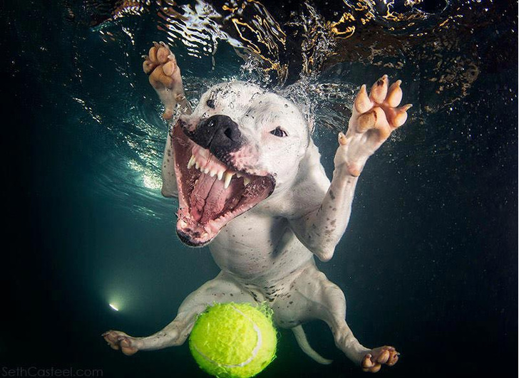 Самые смешные снимки собак под водой фотографа Сета Кастила