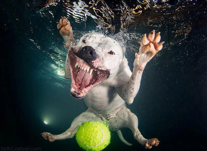 Самые смешные снимки собак под водой фотографа Сета Кастила