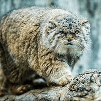 Аватарка Игорь