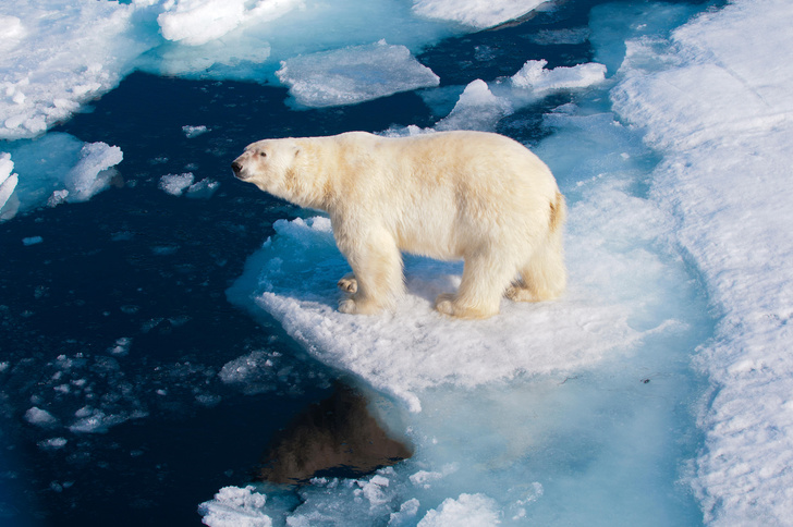 Углерод не виноват: озвучена новая версия, почему в Арктике стремительно меняется климат