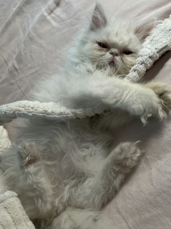 Фото №1 - Самое очаровательное, что мы видели на выходных: котенок Тины Кунаки и Венсана Касселя