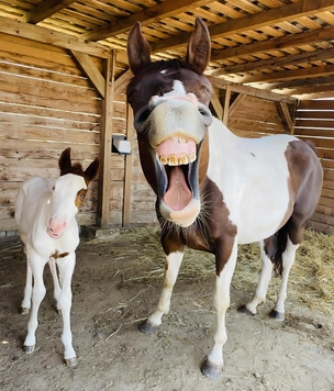 Самые смешные фотографии домашних питомцев — финалисты Comedy Pet Photo Awards — 2022