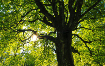 Тест: знаете ли вы хоть что-то о деревьях?