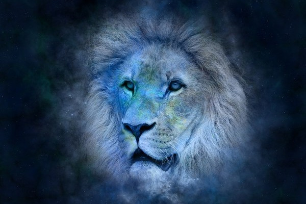 Львы «на разрыв»