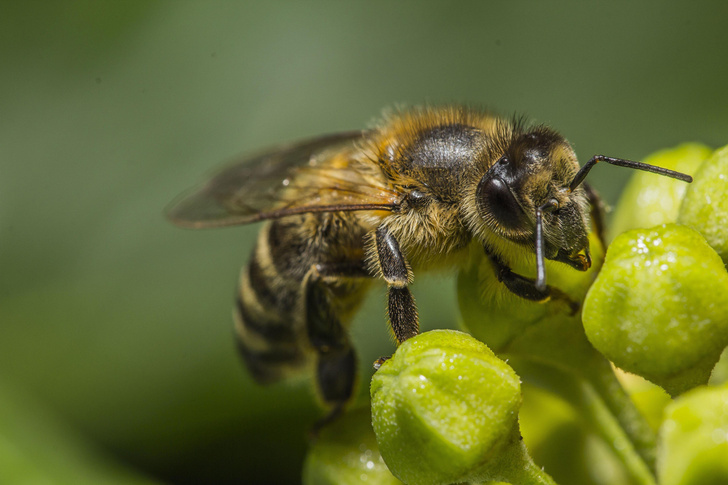 Какое количество укусов пчел смертельно для человека?