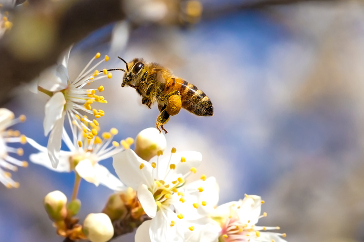 Слева направо: найдено удивительное сходство между людьми и пчелами