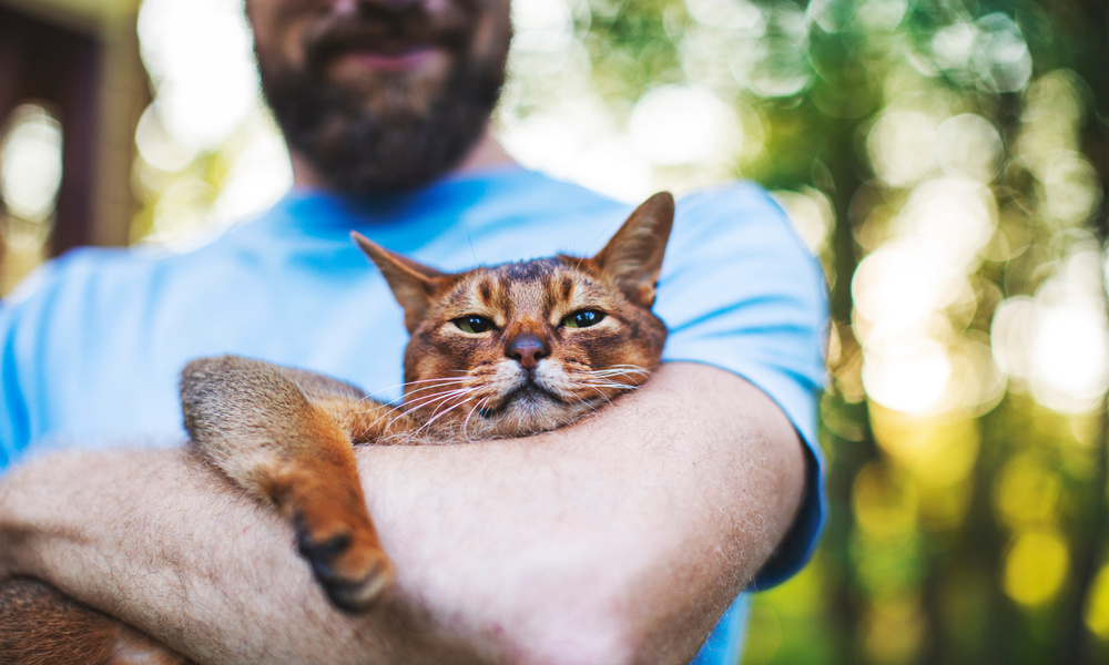 Люди коты видео. Люди коты видео. Кошка и хозяин. Коты и хозяева. Как носить кота на руках.