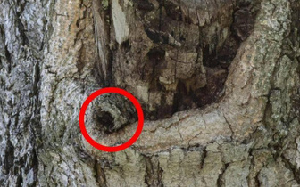 Где спряталась сова? Тест на остроту зрения