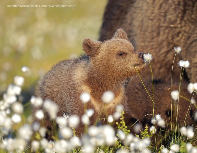 Источник: Valtteri Mulkahainen / Comedy Wildlife Photography Awards
