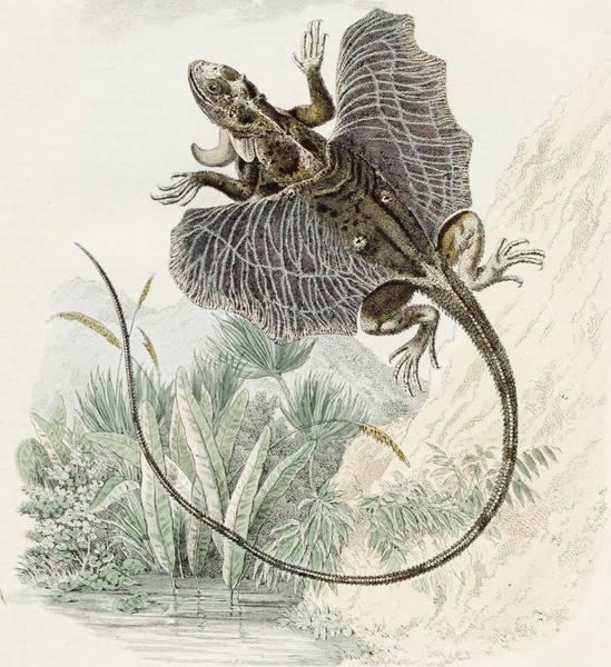 Летучие ящерицы: что писал о драконах «Вокруг света» в 1861 году