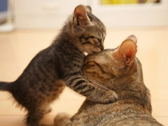 Кошка или котенок: какого возраста заводить кота?
