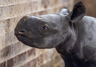 Черных носорогов стало больше