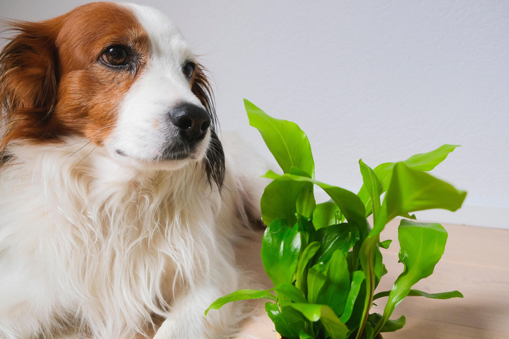 Опасные домашние растения для собак