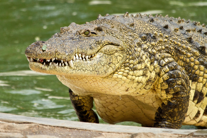 крокодил Густав, история, миф, фото
