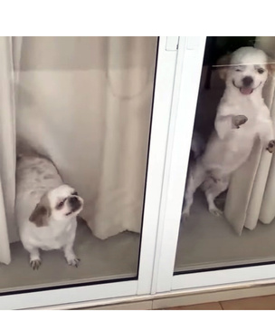 Собачки бурно радуются вернувшимся домой хозяевам (душевное видео)