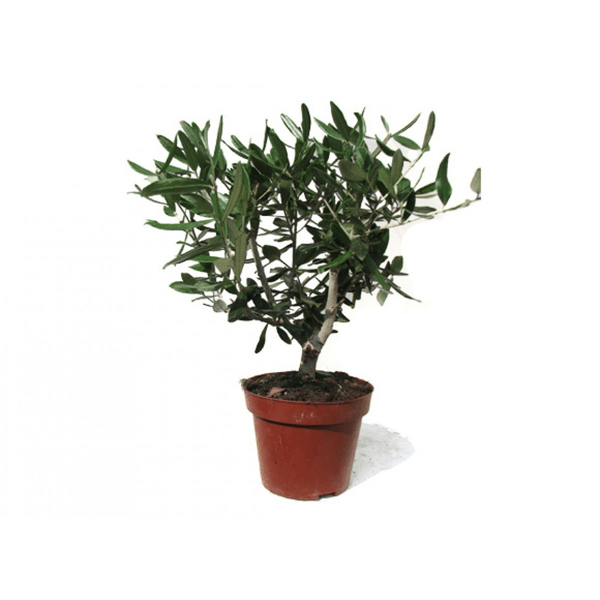 Оливковое дерево штамбовое