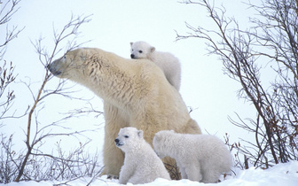 Будет тепло, как медведю в Арктике: ученые придумали текстиль, похожий на мех полярного хищника