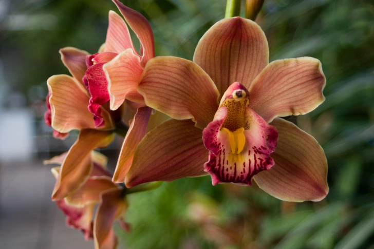 Хитрые цветы, пережившие динозавров: 5 удивительных фактов об орхидеях