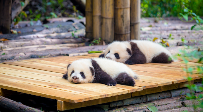 10 маленьких панд впервые появились на публике накануне китайского Нового года