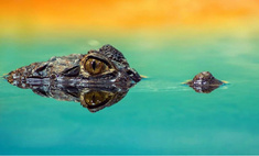 5 трогательных фактов про крокодилов