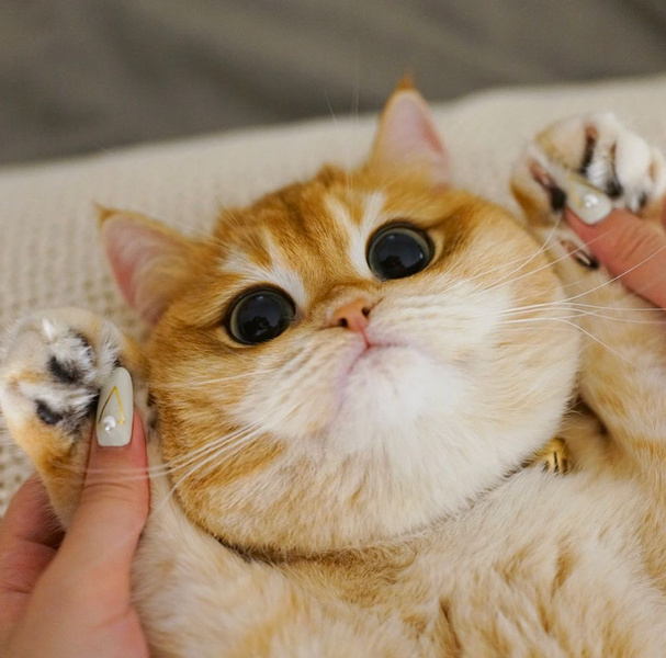 Инстаграм (запрещенная в России экстремистская организация) дня: Котик с огромными глазами из Нью-Йорка