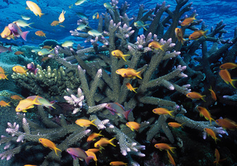 Большой барьерный риф могут исключить из списка Всемирного наследия ЮНЕСКО