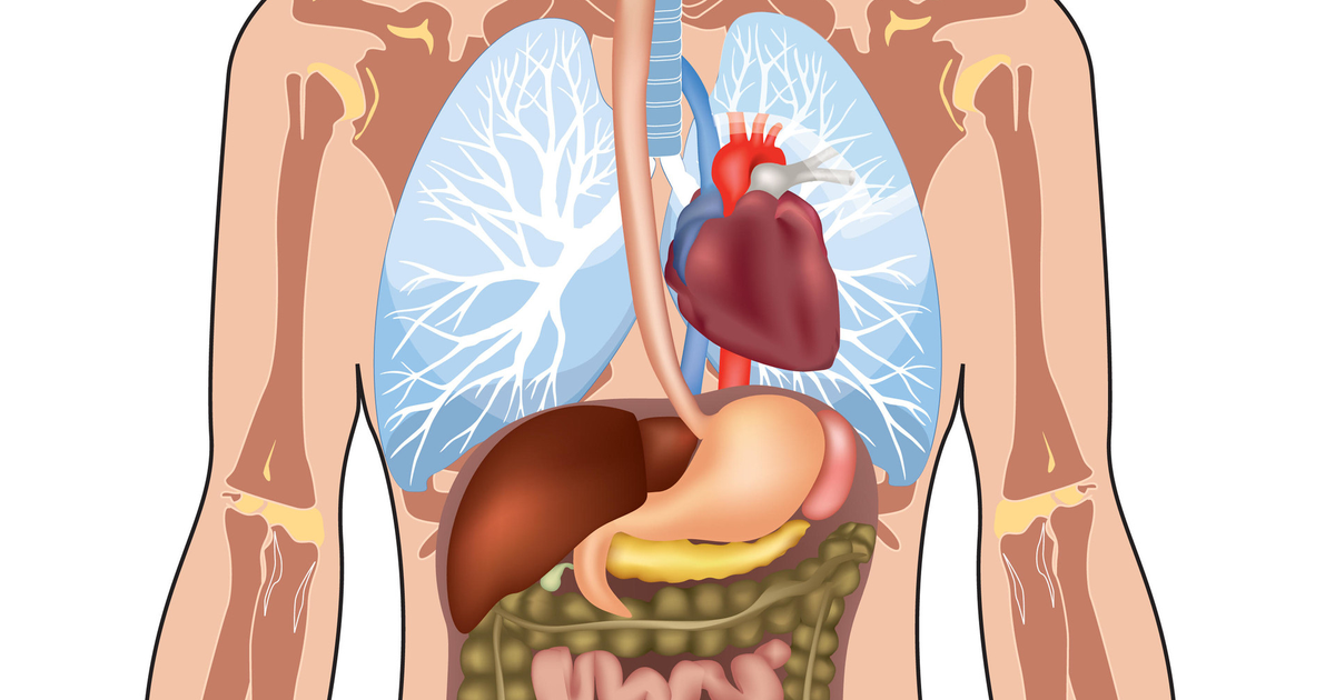 Где находится сердце справа. Иллюстрации внутренних органов человека. Органы человека для детей. Человеческий организм.