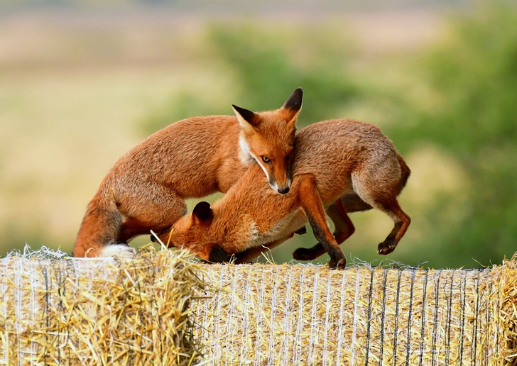 Источник: George Findlay/Solent News via Legion Media