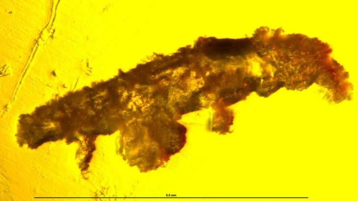 В янтаре обнаружили тихоходку | Источник: NJIT/Harvard