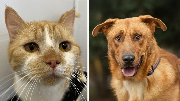 Котопёс недели: возьмите из приюта пса Байкала или кота Рыжика