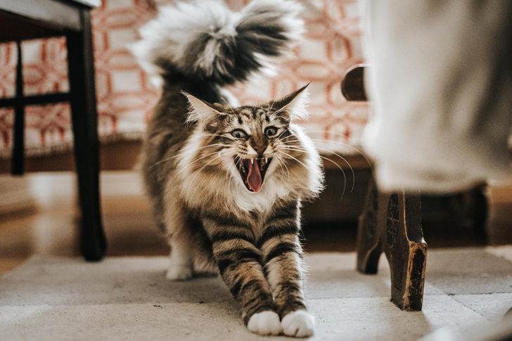 10 тайных сигналов вашей кошки, о которых стоит знать