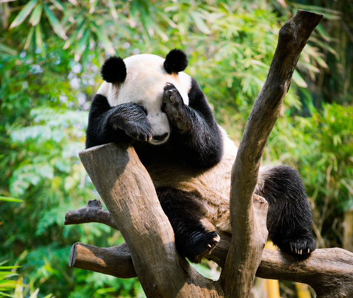 В Китае исключили больших панд из списка вымирающих видов