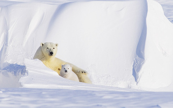 Что тебе снится: как белые медведи переживают зиму и выводят потомство в тишине снежных берлог