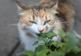 Съесть и разодрать в клочья: ученые выяснили, почему кошки испытывают эйфорию от мяты