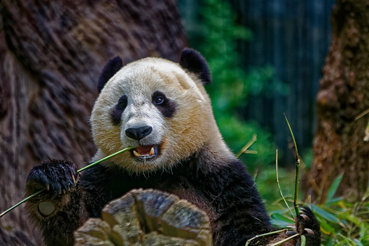Веганы со стажем 6 млн лет: как эволюция наградила панд за отказ от мяса