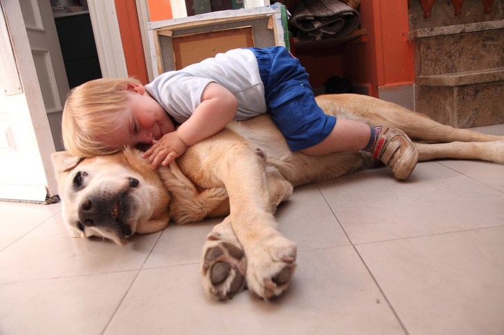 маленький ребёнок и собака в доме
