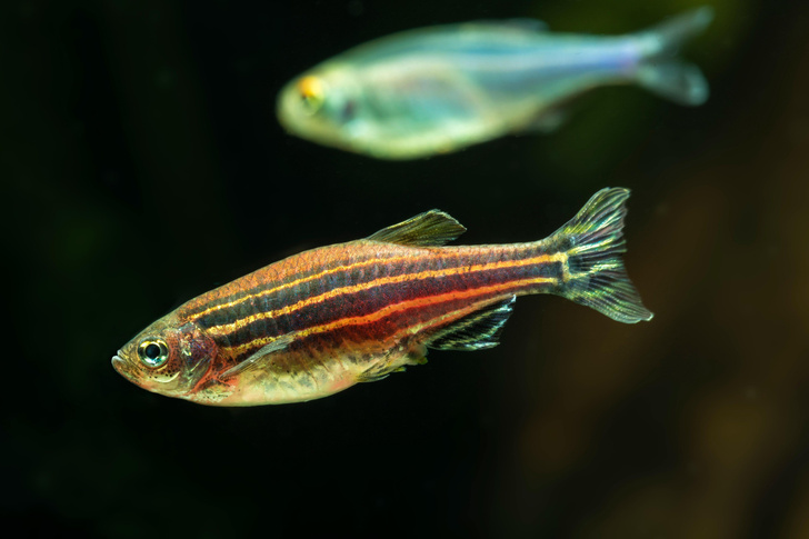 Память, как у рыбки: как прозрачные данио помогут вылечить рассеянный склероз