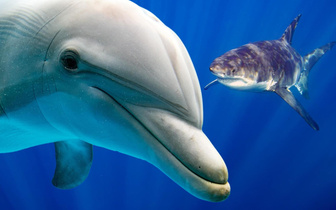 Боятся ли акулы дельфинов?