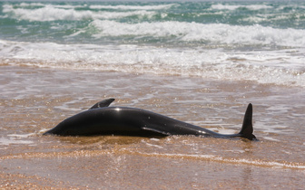 Теория больного лидера: предложена новая версия, почему дельфины выбрасываются на берег