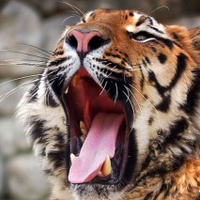 Аватарка ольча