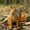 userpic__Брюнетка