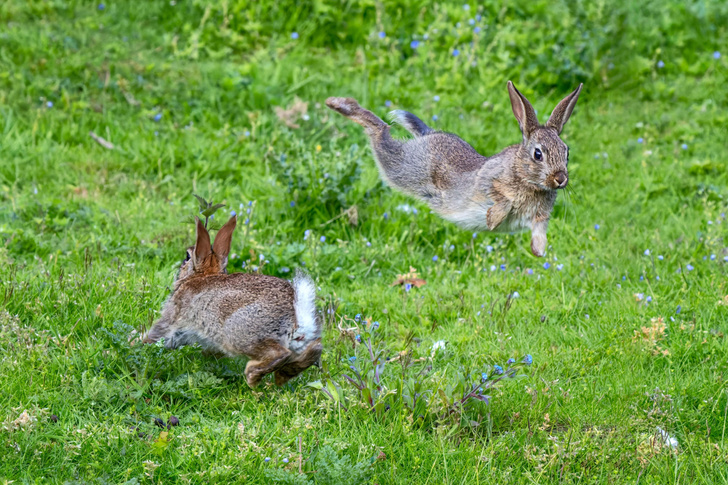 Британские крольчата резвятся в траве
