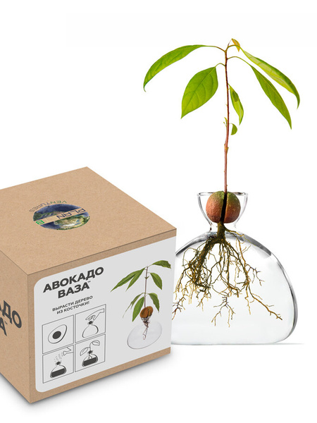 Ваза для выращивания авокадо