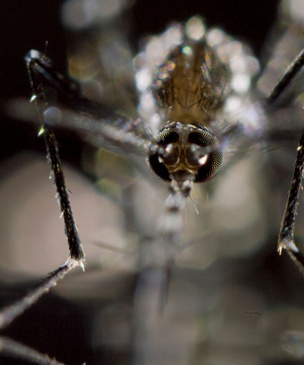 Москитный флот: 5 важных фактов о комарах