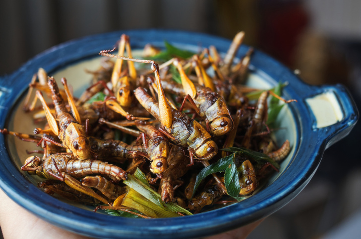 Саранча на обед, долгоносики на ужин: где, как и зачем готовят и едят насекомых