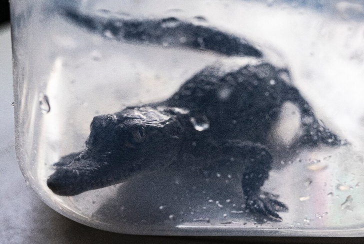 Зоопарк Лимы поделился снимками детенышей редчайшего крокодила
