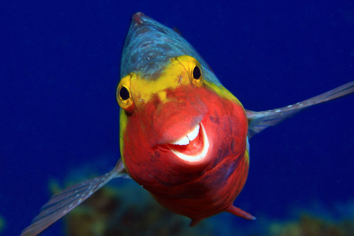 Готовые мемы: 10 забавных фото животных, которые заставят вас улыбнуться